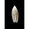 multiplicata 34,0mm