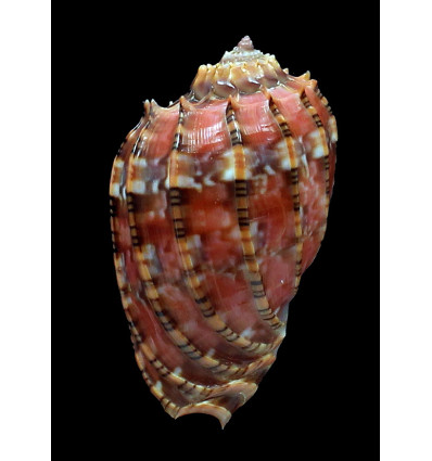 harpa 53,3mm COLORFUL