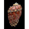 harpa 53,3mm COLORFUL