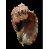 harpa 53,3mm COLORFUL