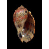 doris 72,8mm DARK