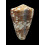 venulatus 55,8mm