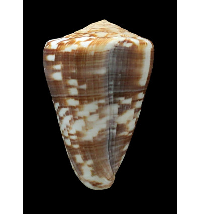 venulatus 55,8mm