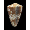 venulatus 55,8mm