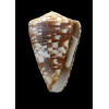 venulatus 55,8mm