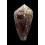 dalli 61,0mm BIG