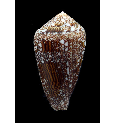 dalli 61,0mm BIG