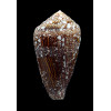 dalli 61,0mm BIG