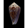 dalli 61,0mm BIG