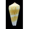 consors anceps 85,5mm