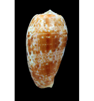 bullatus 60,0mm PNG