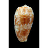 bullatus 60,0mm PNG