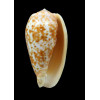bullatus 60,0mm PNG