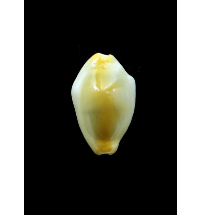 moneta 34,0mm