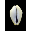 moneta 34,0mm