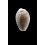boivinii 31,0mm DARK COLOR