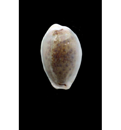 boivinii 31,0mm DARK COLOR