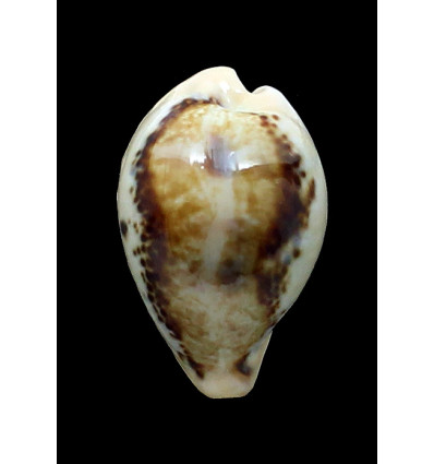 hungerfordi 38,0mm
