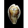 hungerfordi 38,0mm
