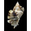 burnetti coreanica 91,0mm
