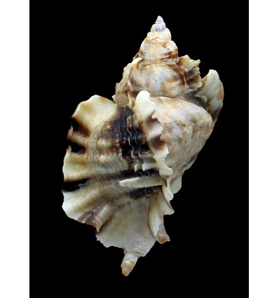 burnetti coreanica 91,0mm