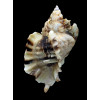 burnetti coreanica 91,0mm