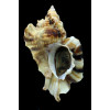 burnetti coreanica 91,0mm