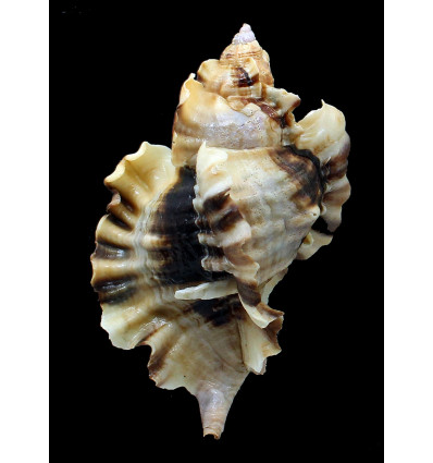 burnetti coreanica 94,0mm BIG
