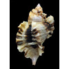 burnetti coreanica 94,0mm BIG