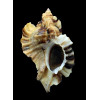 burnetti coreanica 94,0mm BIG