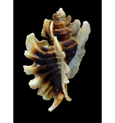 trialata 82,0mm DARK