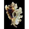 trialata 82,0mm DARK