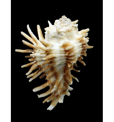 oxyacantha 65,3mm BIG