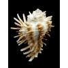 oxyacantha 65,3mm BIG