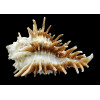 oxyacantha 65,3mm BIG