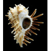 oxyacantha 65,3mm BIG