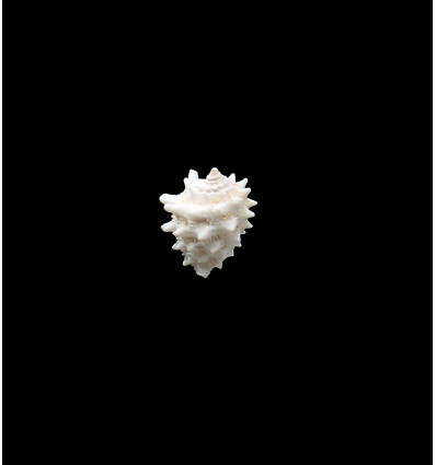 elegans 16,0mm