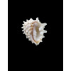 elegans 16,0mm