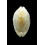 erosa chlorizans 39,0mm NR