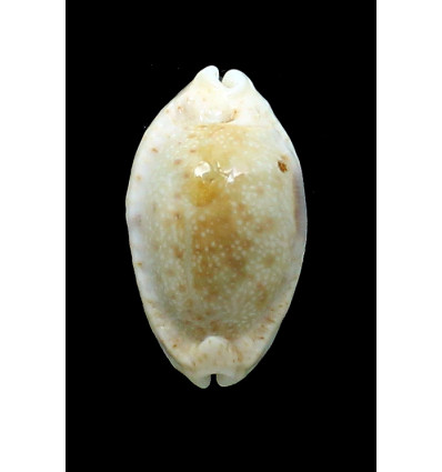 erosa chlorizans 39,0mm NR