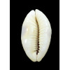 erosa chlorizans 39,0mm NR