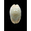 erosa chlorizans 39,0mm NR