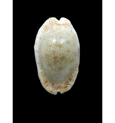 erosa chlorizans 39,0mm NR