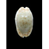 erosa chlorizans 39,0mm NR