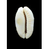 erosa chlorizans 39,0mm NR