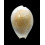miliaris 45,0mm