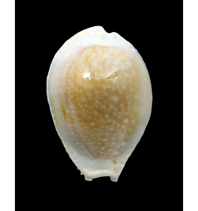 miliaris 45,0mm