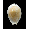 miliaris 45,0mm