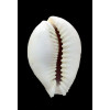 miliaris 45,0mm