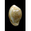 fuscorubra 37,0mm BIG